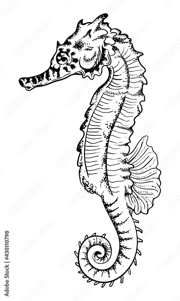 Fototapeta premium Natural hand drawn illustration of sea horse