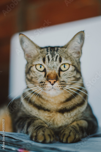 Relaxed domestic cat at home, indoor © tarfullhd