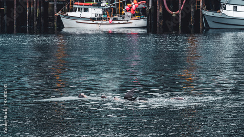 Fotografía Sea Lions swimming in the port of Sitka, Alaska