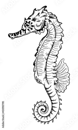 Natural hand drawn illustration of sea horse