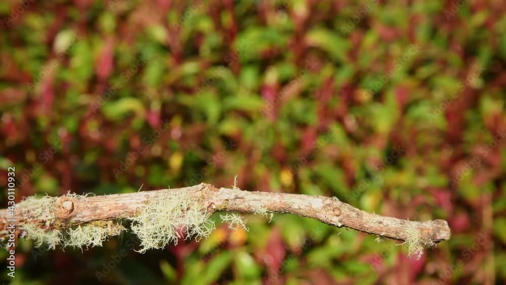 Talamanca (Admirable) Hummingbird - Eugenes spectabilis is large hummingbird living in Costa Rica and Panama.  Beautiful green and blue colour, sitting and flying.