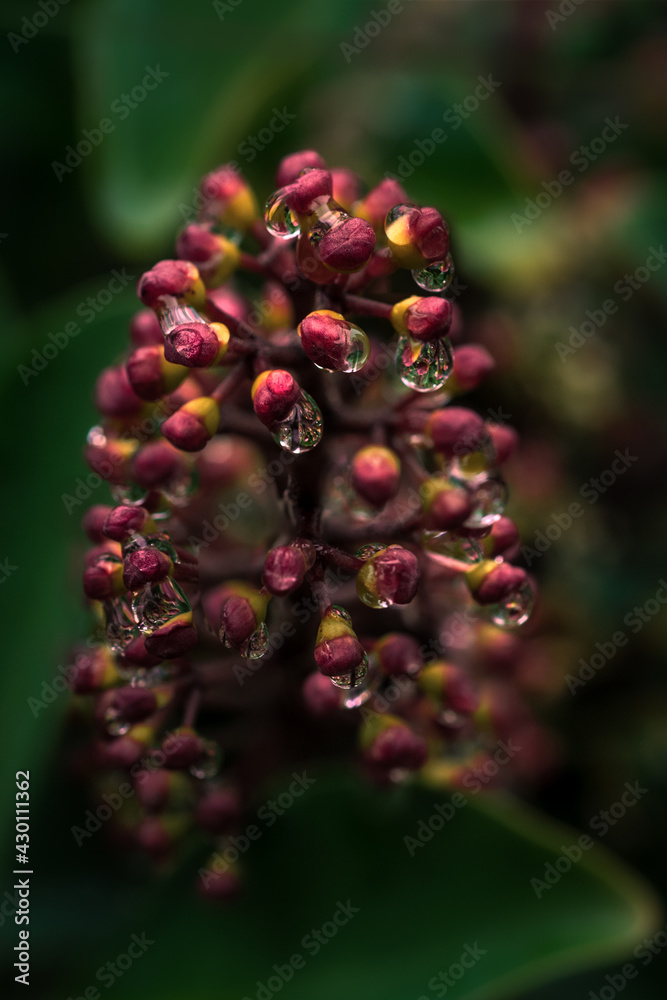 raindrops on a flower of Skimmia japonica plants raindrops on a flower of Skimmia japonica plants