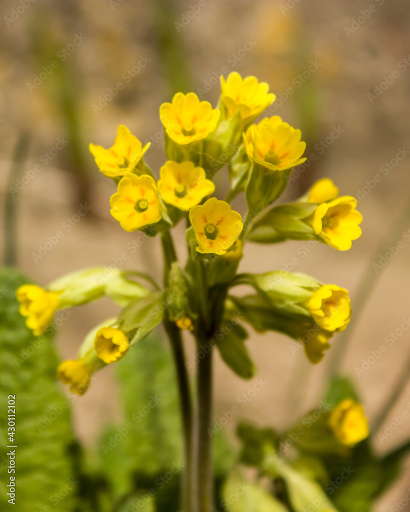 Spring flowers - yellow primroses slightly blurred in sunlight on a blurred background. Spring flowers - yellow primroses slightly blurred in sunlight on a blurred background.