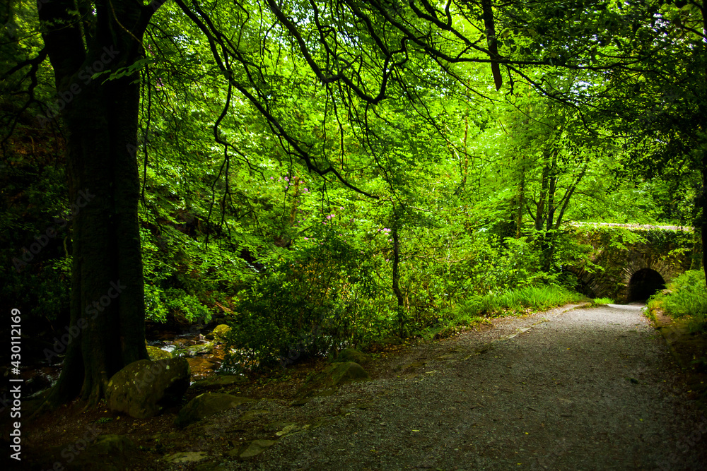 Spring landscape in the forests of Ireland Spring landscape in the forests of Ireland