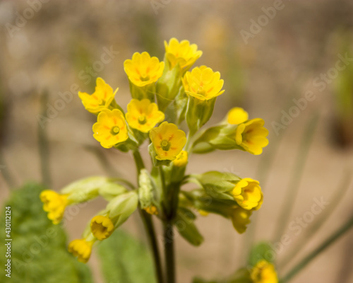 Spring flowers - yellow primroses slightly blurred in sunlight on a blurred background.