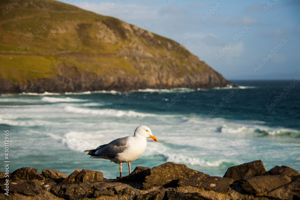 Spring landscape and seagull in the lands of Ireland Spring landscape and seagull in the lands of Ireland