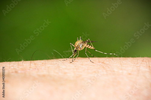 mosquito penetrating skin