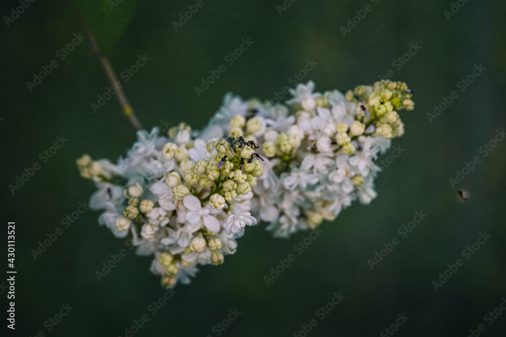 white lilac flower on a background of green leaves on a warm spring day white lilac flower on a background of green leaves on a warm spring day