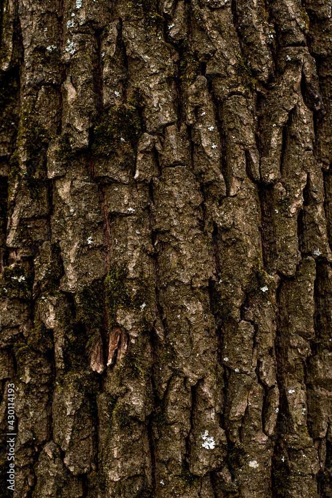 Obraz premium old forest tree brown bark texture