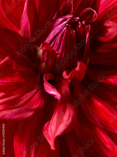 Red dahlia flower macro photo