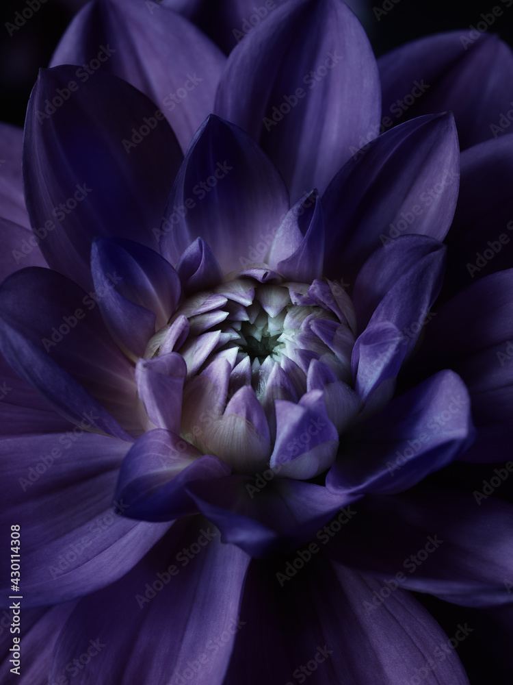 Lotus night scene flower background. Macro photography