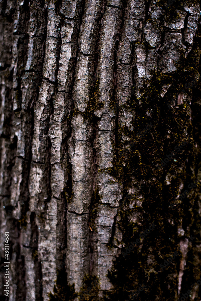 Obraz premium old forest tree bark texture with moss elements