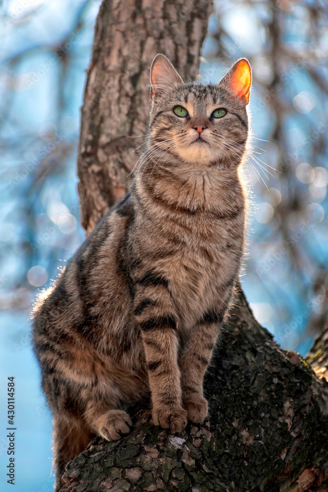 cat in a tree chasing birds cat in a tree chasing birds