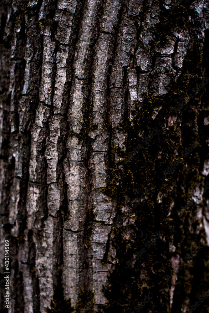 Obraz premium old forest tree bark texture with moss elements