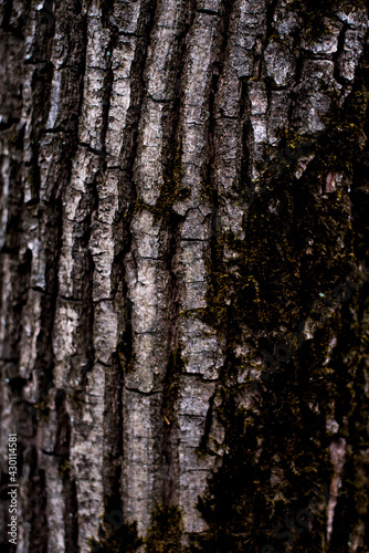 old forest tree bark texture with moss elements