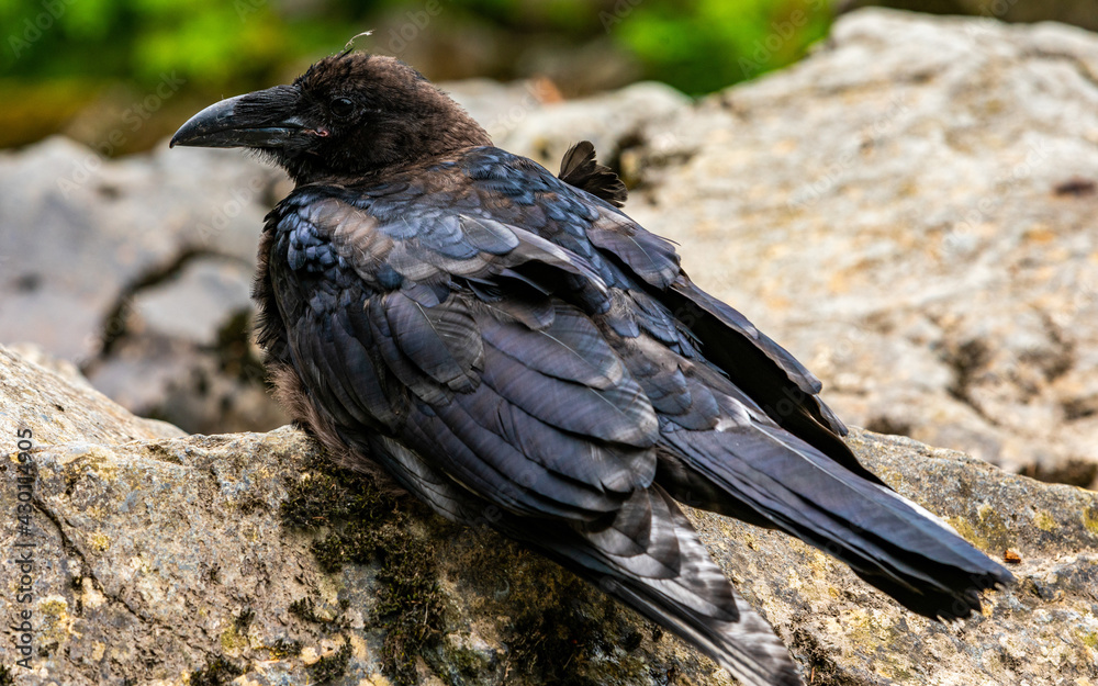 Fototapeta premium Crow, adult black crow, alaska