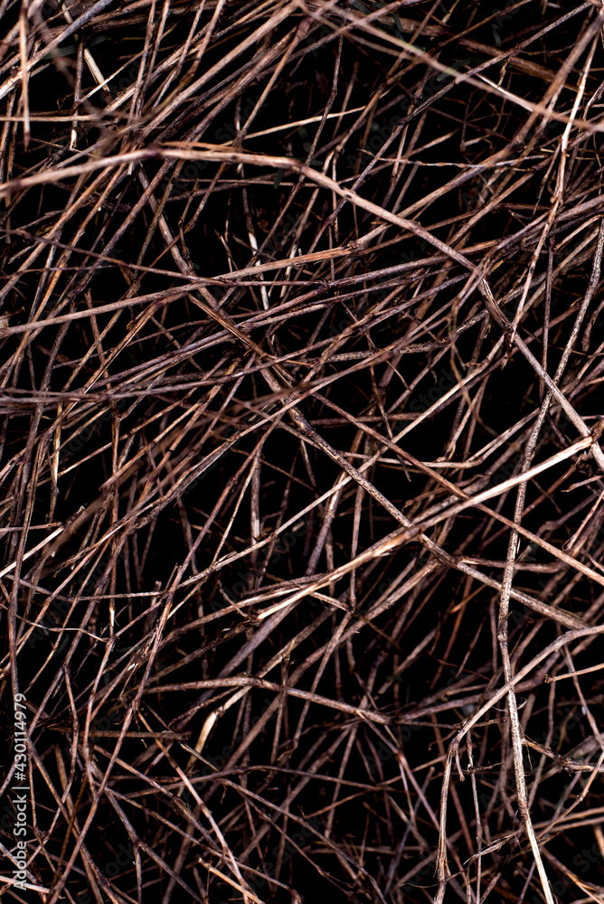 background of the brown dry grass background of the brown dry grass