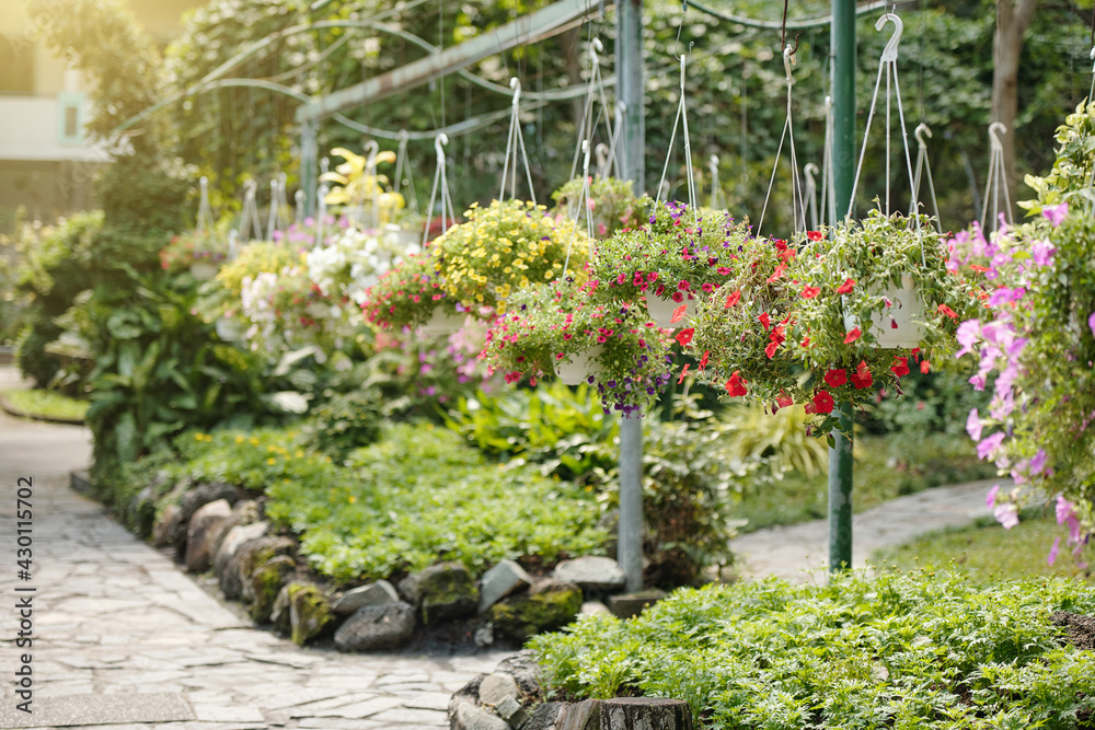 Yellow, pink and purple petunia flowers in hanging pots in greenhouse or public park Yellow, pink and purple petunia flowers in hanging pots in greenhouse or public park