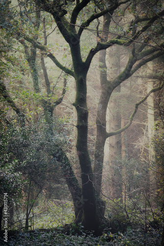 misty cornish woodland england UK