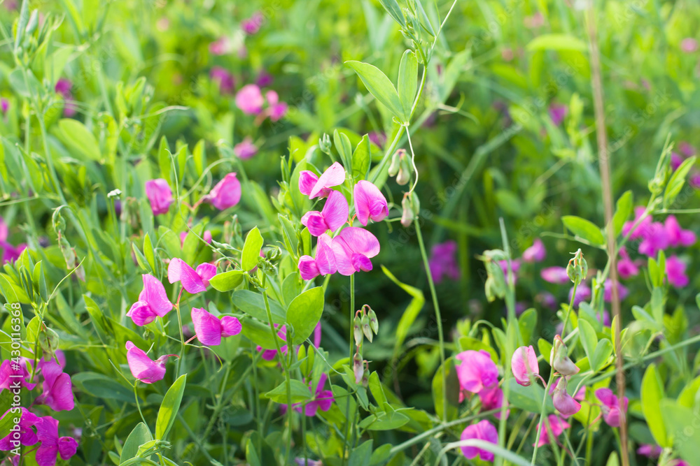 pink flowers of meadow pea (Lathyrus tuberosus) in a summer meadow, selective focus