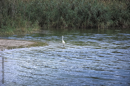 The “Litorale di Ugento” Regional Nature Park  in Apulia boasts sandy beaches, wetlands behind the dunes, marshes, areas of woodland and Mediterranean scrub. On background  Little Egret in flight. photo