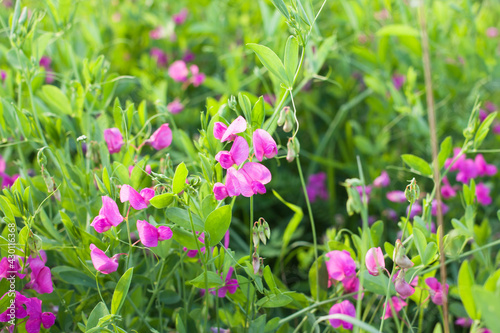 pink flowers of meadow pea (Lathyrus tuberosus) in a summer meadow, selective focus