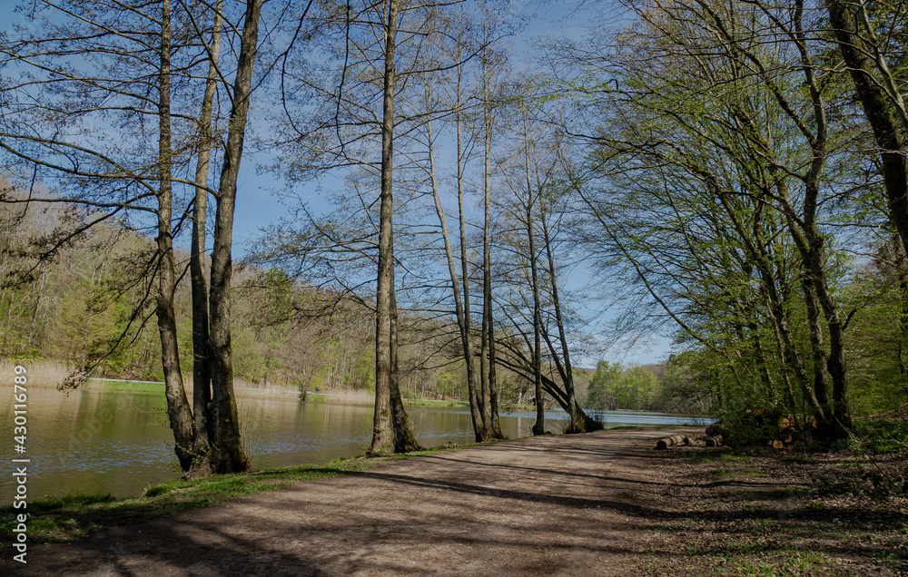 Bäume-Bruderbäume