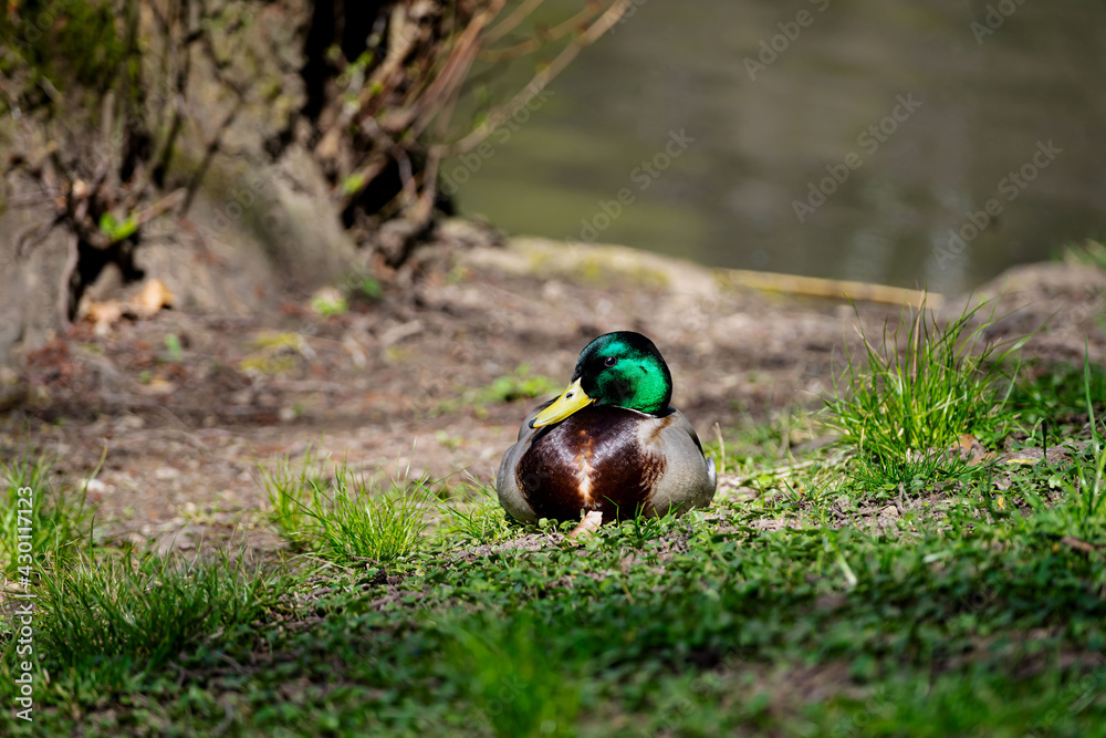 Ente
