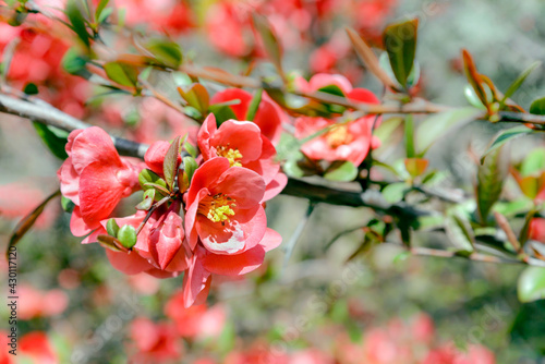 red quince tree blossom