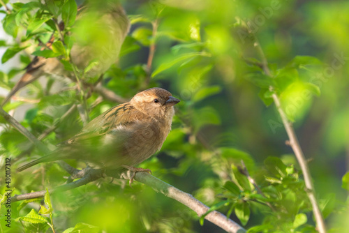 Sparrow on a tree branch