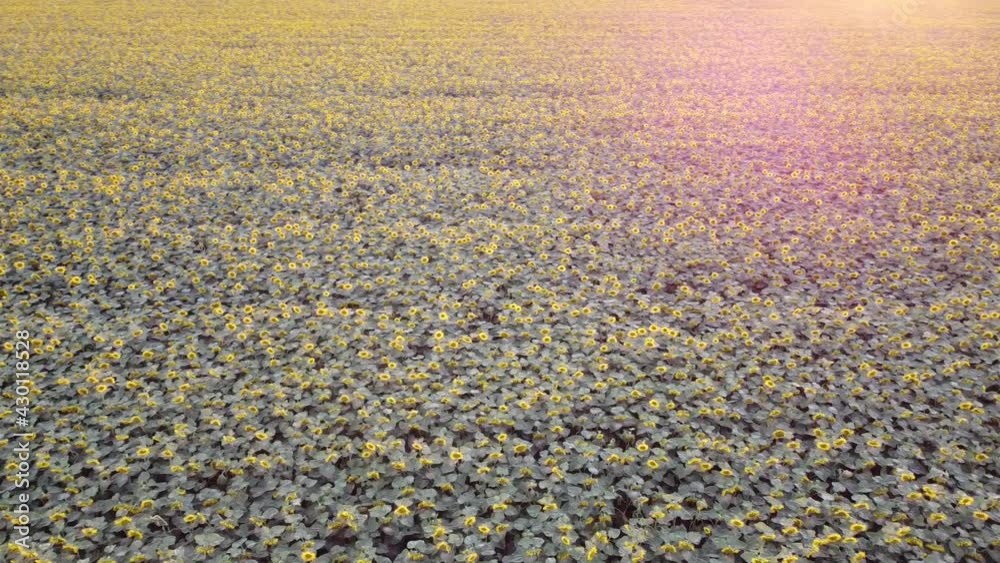 Overview of the sunflower field from the air. Blooming sunflowers on agriculture Overview of the sunflower field from the air. Blooming sunflowers on agriculture