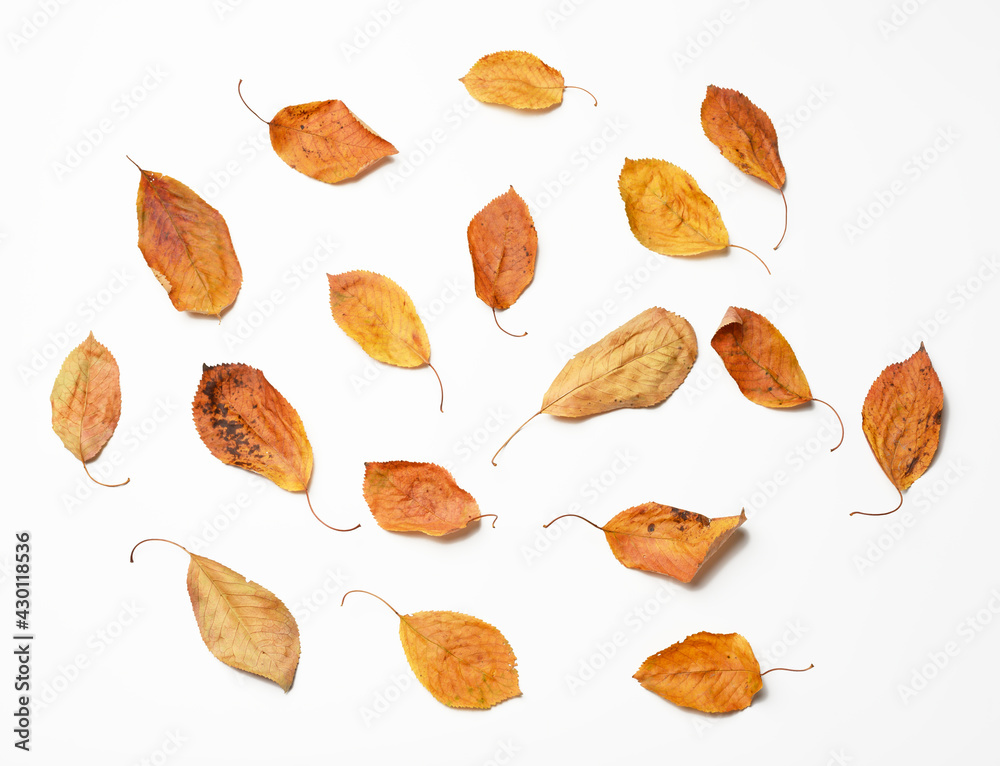 dry golden cherry leaves on white background dry golden cherry leaves on white background