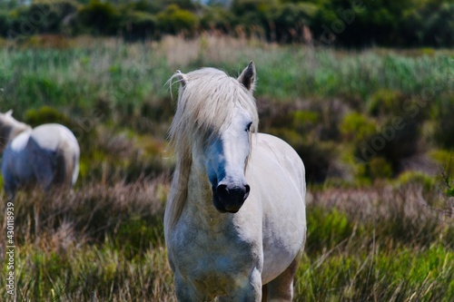 white horse in the field