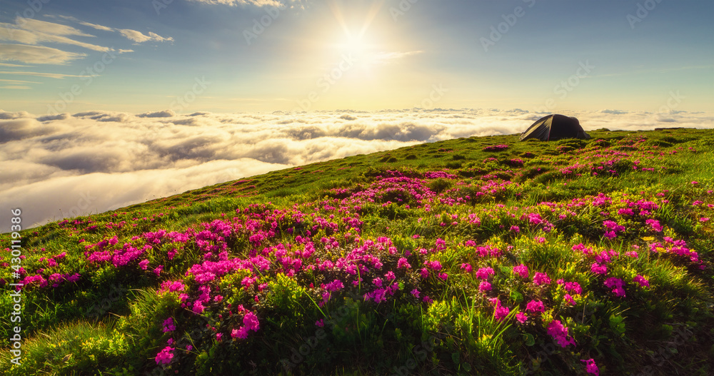 Fototapeta premium Pink wild rhododendron flowers and fog on summer mountain. Carpathian, Ukraine.
