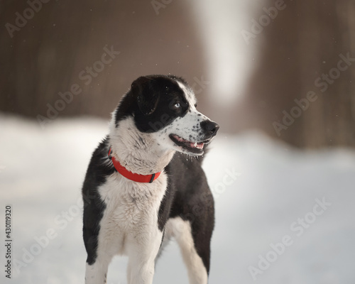 Fototapeta Naklejka Na Ścianę i Meble -  A dog with blue eyes in a red wheaten on a walk in winter
