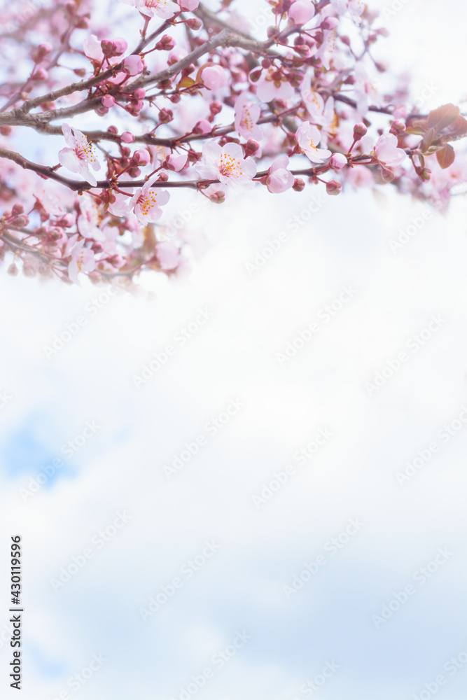 Background with several cherry blossoms and cloudy sky