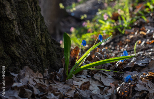 The first spring blue primrose at the roots of an old oak tree against the background of last year's fallen leaves on a natural background with a bokeh effect.