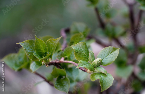Wallpaper Mural Frühe Knospe der Kletterhortensie (Hydrangea petiolaris) Torontodigital.ca