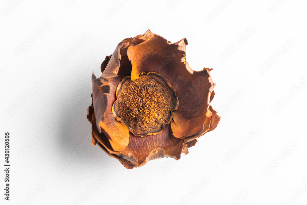 Close-up on a dried flower on white background Close-up on a dried flower on white background