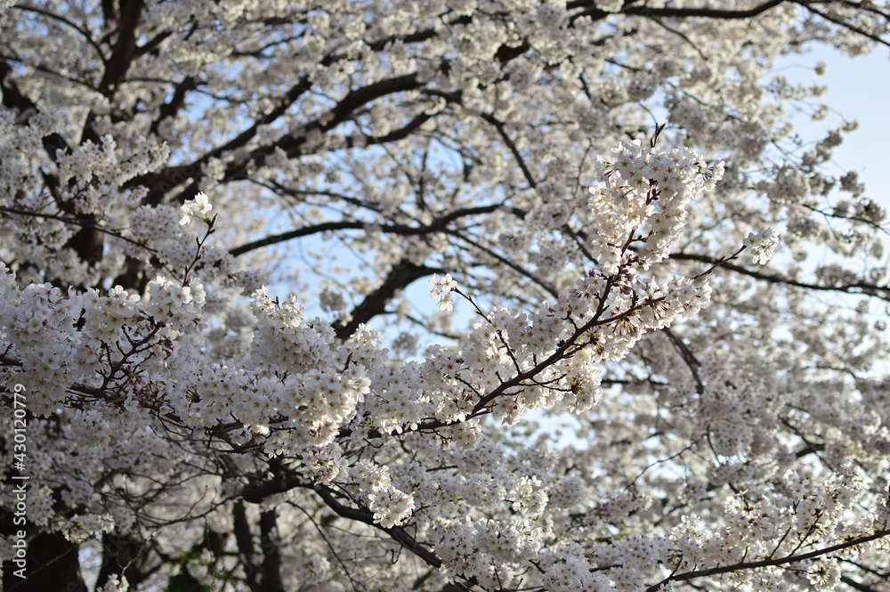 満開の桜の花 満開の桜の花