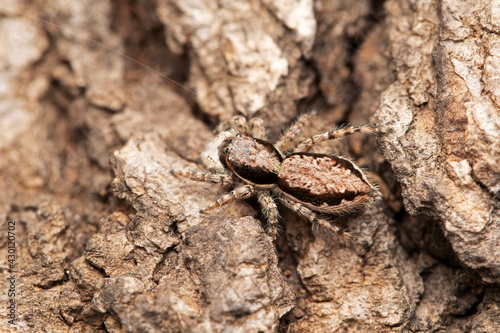 Bark dwelling jumping spider, Menemerus bivitattus, Satara, Maharashtra, India © RealityImages