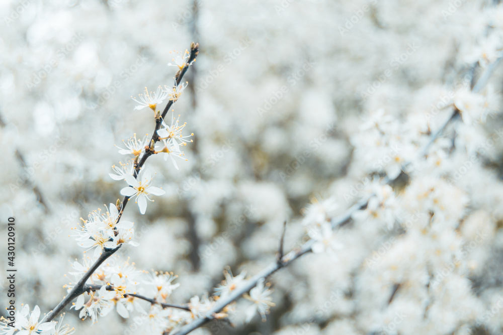 Closeup for white flowers of blooming prunus spinosa, called blackthorn or sloe, bright shot of beautiful bloom of back thorn tree in shallow depth of field. Copy space Closeup for white flowers of blooming prunus spinosa, called blackthorn or sloe, bright shot of beautiful bloom of back thorn tree in shallow depth of field. Copy space
