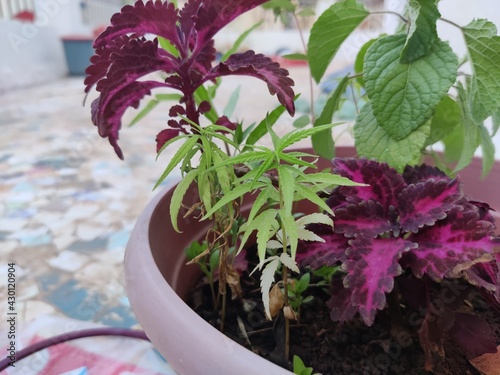 Close up shot of marijuana or weed plant leaves growing for medical and research purposes in small vase with other plants |
Hemp in pot, Cannabis sativa or Cannabis indica, marijuana