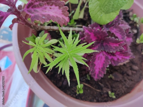 Close up shot of marijuana or weed plant leaves growing for medical and research purposes in small vase with other plants |
Hemp in pot, Cannabis sativa or Cannabis indica, marijuana