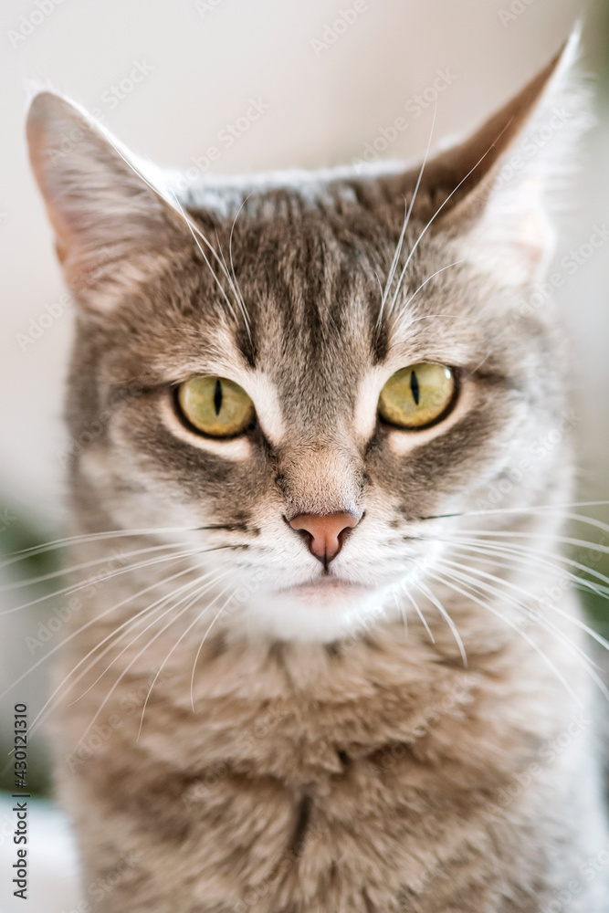 A domestic cat sits on gray bed. The cat in the home interior. A domestic cat sits on gray bed. The cat in the home interior.