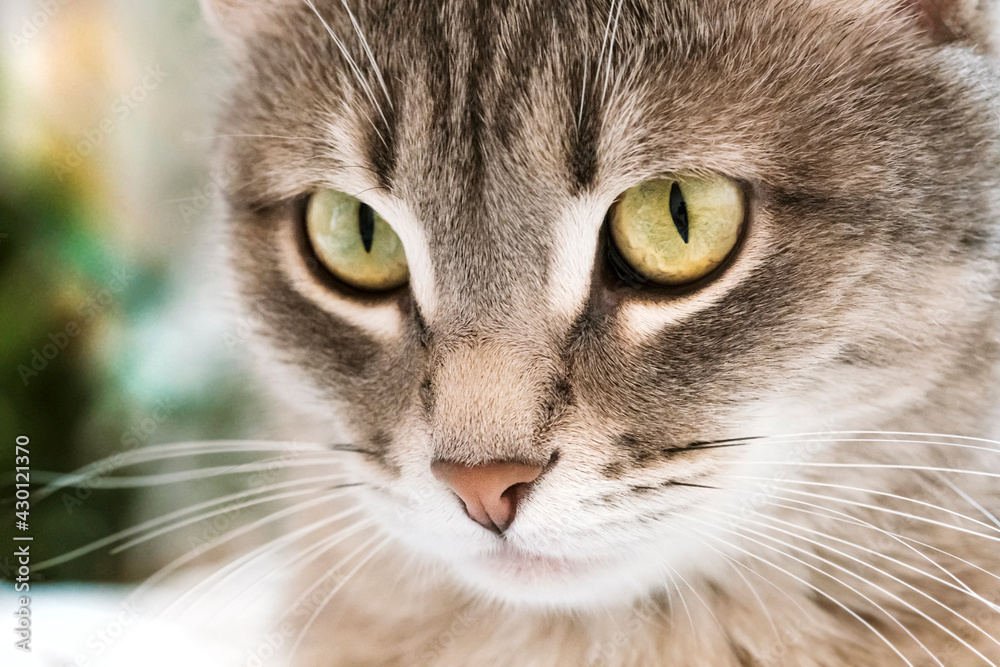 A domestic cat sits on gray bed. The cat in the home interior. A domestic cat sits on gray bed. The cat in the home interior.