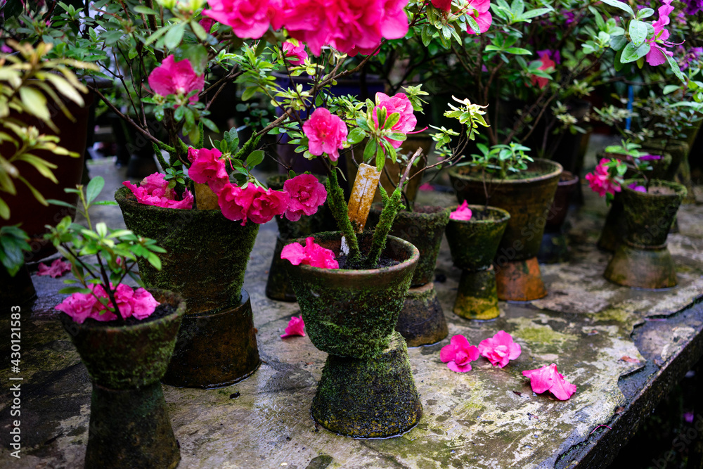 blooming raspberry azaleas in pots in a greenhouse