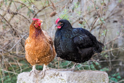 Deux poules pondeuses