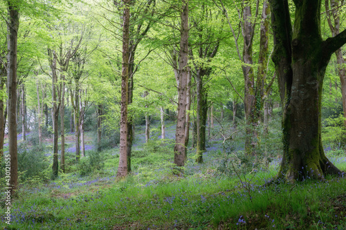 bluebell woods in the mist cornwall uk 