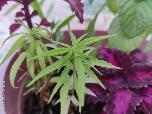 Close up shot of marijuana or weed plant leaves growing for medical and research purposes in small vase with other plants |
Hemp in pot, Cannabis sativa or Cannabis indica, marijuana